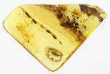 Detailed Fossil False Flower Beetle (Anaspidinae) in Baltic Amber #307573-2